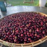 Cà phê đặc sản - Fine Robusta - FOREST COFFEE